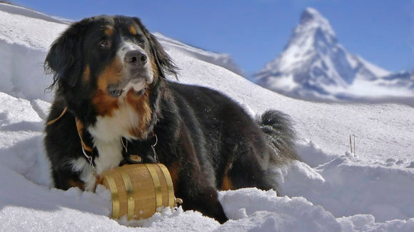 Alpen Schatz® luxurious Swiss dog collars and Swiss barrels or Alpine kegs represent a family craft dating back over 200 years. Made of the finest leather they are durable and crafted to last the lifetime of the dog. They also make perfect gifts.