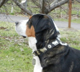 Overstock Sale! 1 1/2" Large Contemporary Swiss Dog Collar