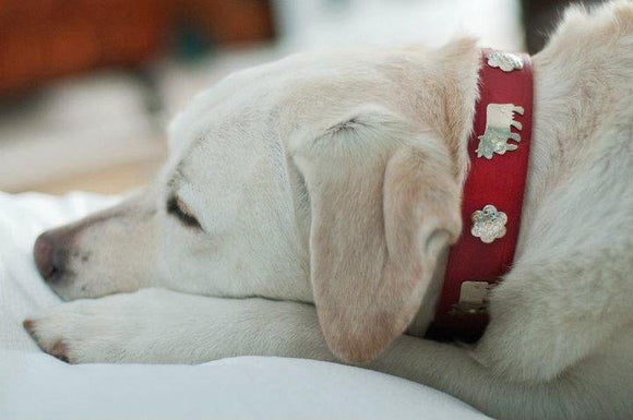 Alpen Schatz® luxurious Swiss dog collars represent a family craft dating back over 200 years. Made of the finest leather they are durable and crafted to last the lifetime of the dog. They also make perfect gifts.