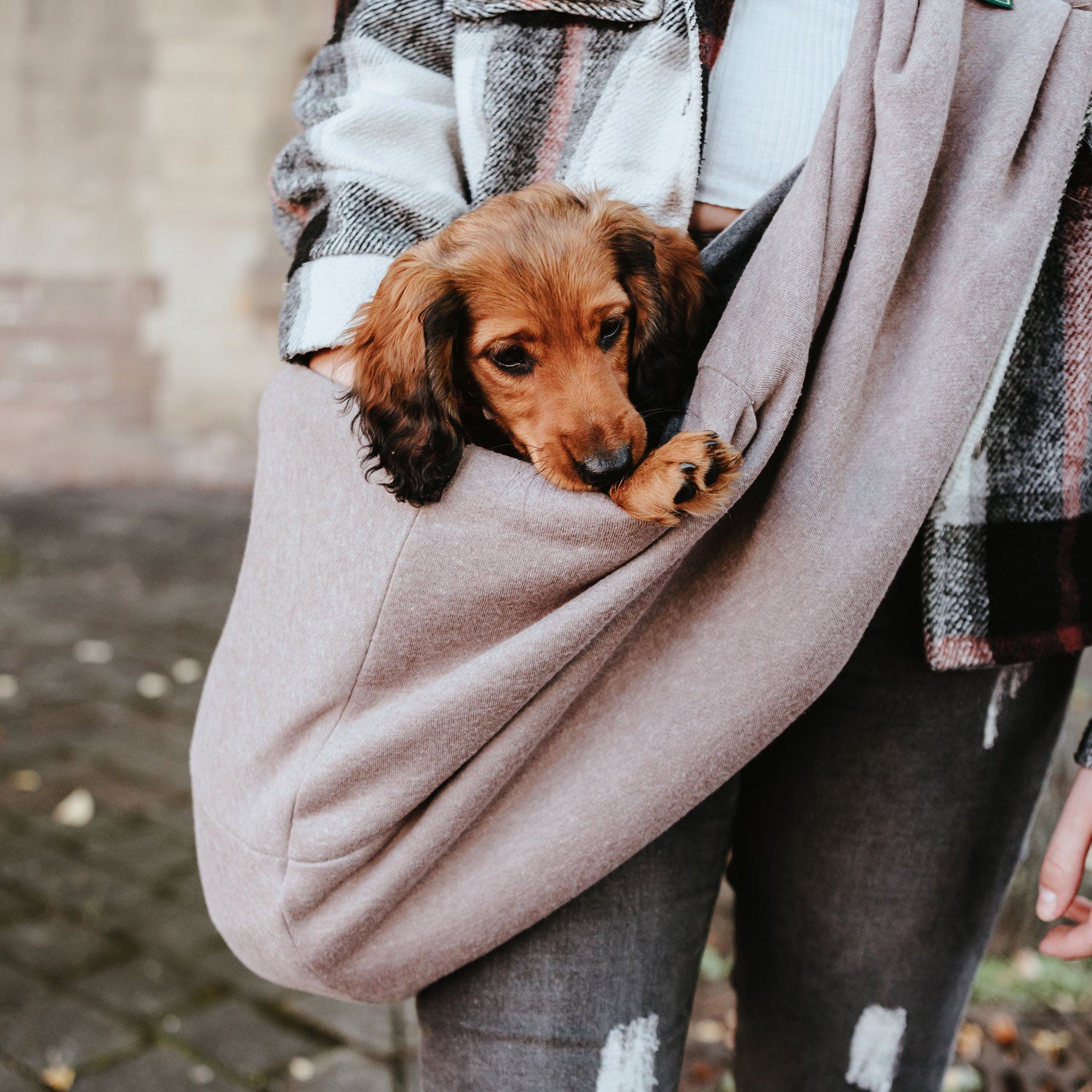 Hunter dog carrier online