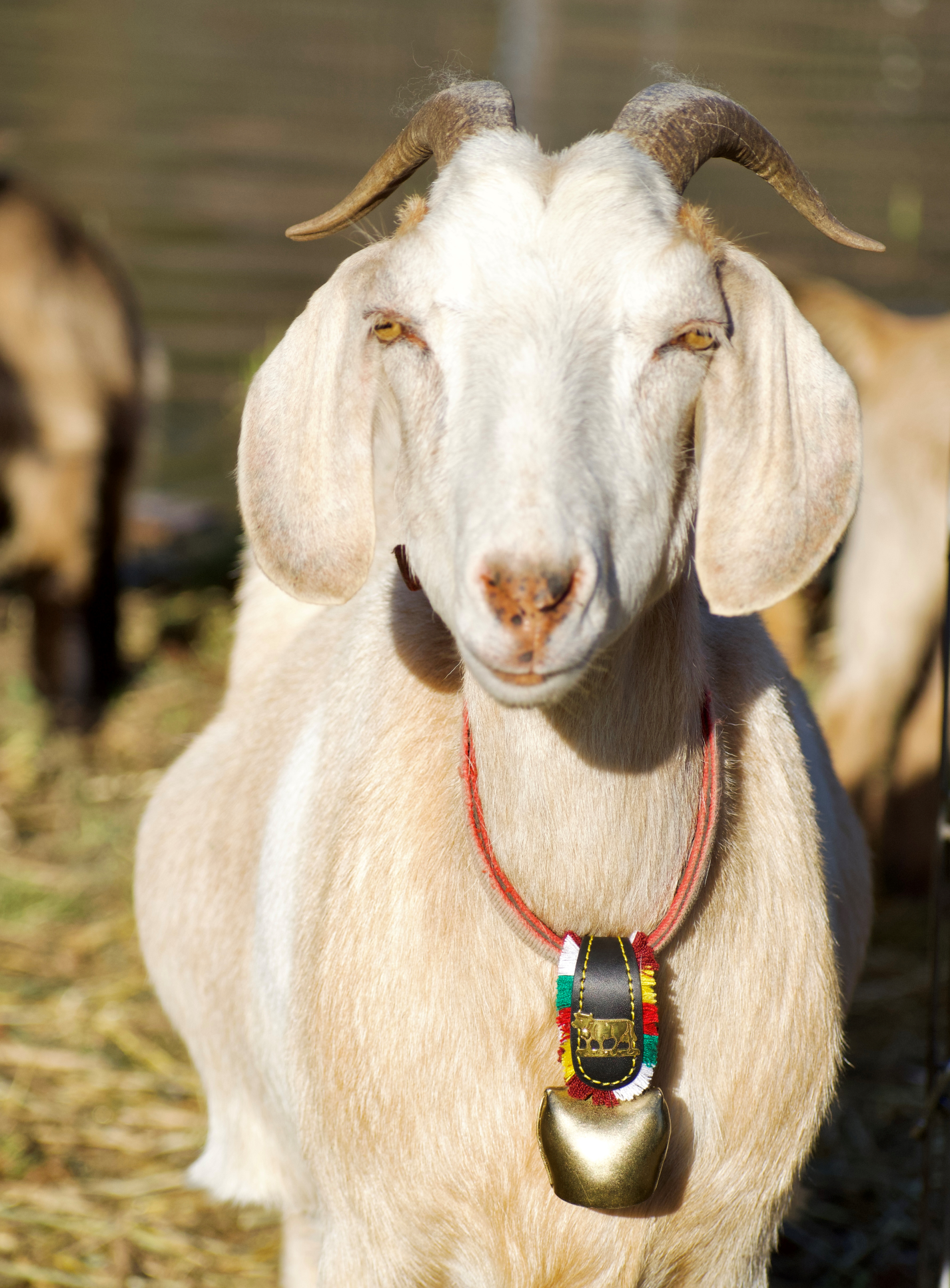 Alpen Schatz™ SWISS Cowbells