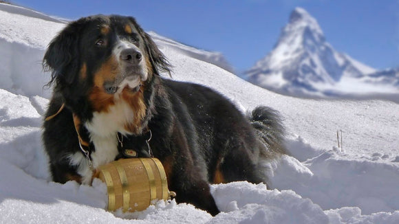 Bernese mountain cheap dog accessories