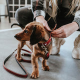 Alpen LOVE Collars