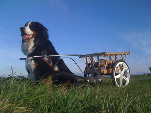 Swiss Draft Harness Alpen Schatz