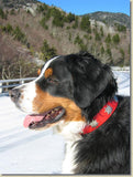 Overstock Sale! 1 1/4" Medium Edelweiss Swiss Dog Collar