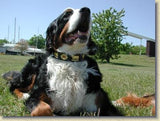 Overstock Sale! 1 1/4" Medium Contemporary Swiss Dog Collar