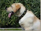Overstock Sale! 1 1/4" Medium Traditional Swiss Dog Collar