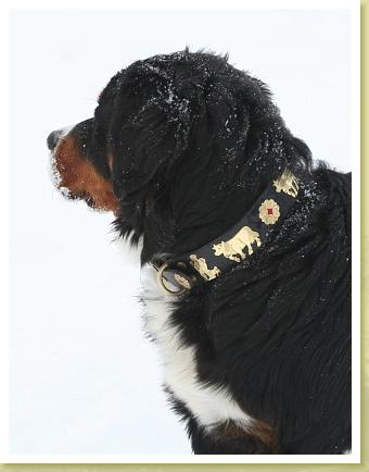 Bernese mountain dog collar sales