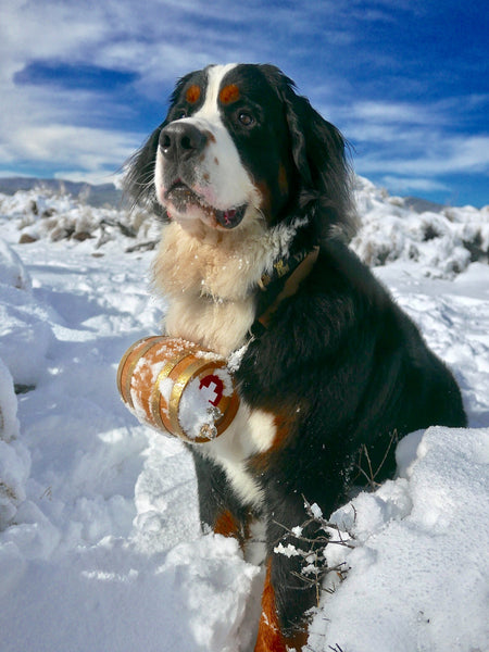 Whiskey Barrel Bernese Mountain Dog Collar Swiss Rescue Dog Barrel