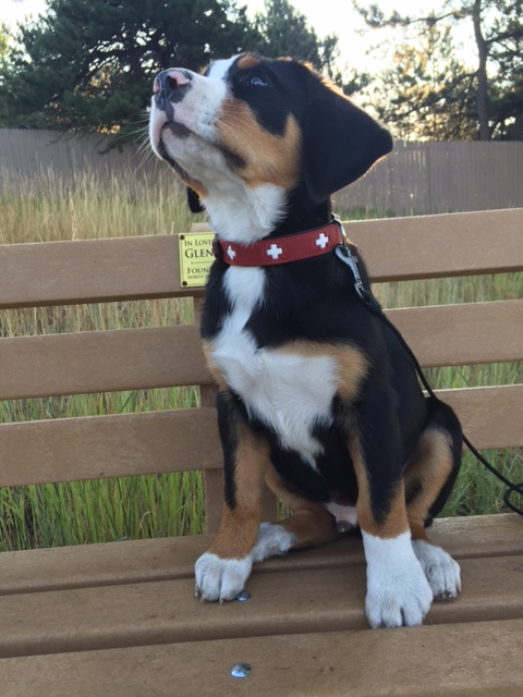 Swiss Cross Leashes – Alpen Schatz