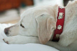 1 1/4" Medium Traditional Swiss Dog Collar