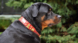 Overstock Sale! 1 3/4" Large Traditional Swiss Dog Collar