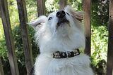1" Small Traditional Swiss Dog Collar