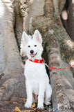 Overstock Sale! 1 1/4" Medium Edelweiss Swiss Dog Collar
