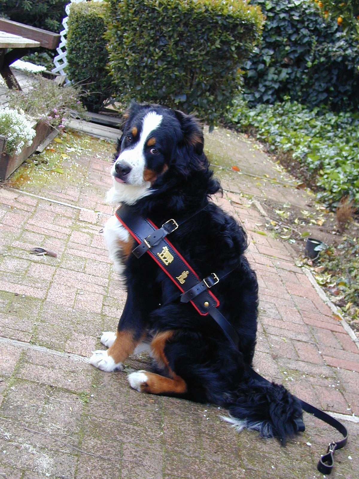 Swiss Draft Harness Alpen Schatz