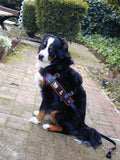 Swiss Draft Harness