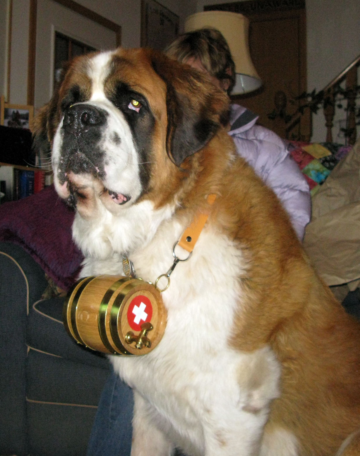 St bernard deals keg collar