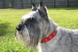 Overstock Sale! 1 1/4" Medium Edelweiss Swiss Dog Collar